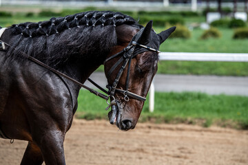 Obraz premium beautiful horse of black suit close-up on the hippodrome