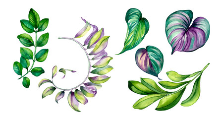 Fototapeta premium Set of exotic plants, pink leaves watercolor illustration