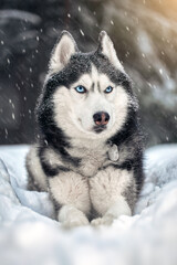 Husky dog with blue eyes in snowy winter forest. Snowstorm winter nature background. Siberian husky...
