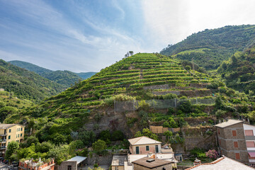 Terraced fields and green vineyards at summer, Vernazza village, Cinque Terre National Park,...