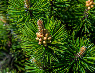 Fototapeta premium Inflorescences and young shoots of coniferous vegetation, a shrub called dwarf mountain pine in the city of Białystok in Podlasie, Poland, planted as an ornamental shrub.