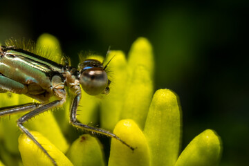 Macro of a dragonfly