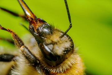 Macro of the head of a bumblebee