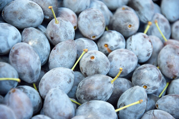 Lots of fresh blue plums. Fruit background.