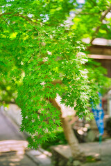 新緑の紅葉　紀三井寺