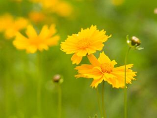 オオキンケイギク