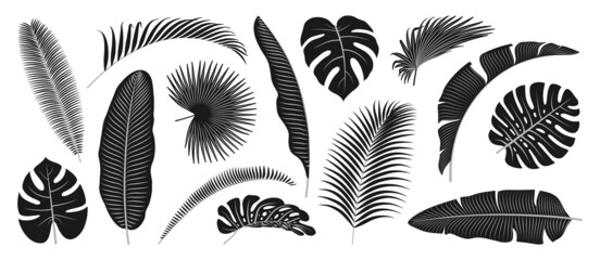 Tropical palm and monstera leaves in black and white, exotic foliage of caribbean or hawaiian beach, summer spring floral decoration. Vector illustration of rainforest flora design elements © Sensvector