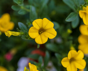 a close up of an yellow million bells bloom on the front porch