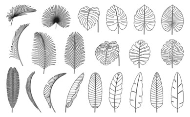 Monstera and palm tree leaves icon isolated line foliage set outline strokes. Vector illustration of rainforest design elements, thin line exotic jungle bush signs, flat style linear leafage © Sensvector