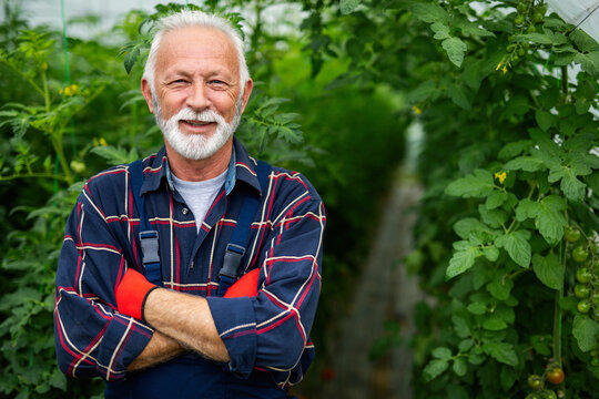 Happy and smiling senior man working in greenhouse. People organic food concept - Powered by Adobe