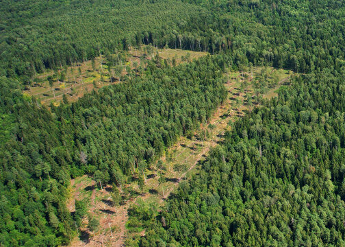 Forest destruction and felling of trees, drone view Deforestation forest and Illegal logging. Cutting trees. Stacks of cut wood. Forests illegal disappearing. Forests illegal disappearing.