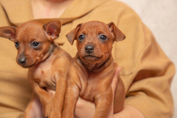 Two adorable puppies are sitting in the arms of the owner. Love for pets. 