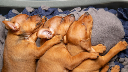 Muzzles of sleeping puppies close-up. Mini pinscher brown.