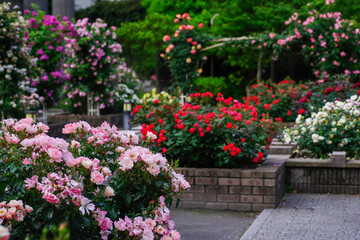 Fototapeta na wymiar 東京赤坂氷川公園の薔薇たち