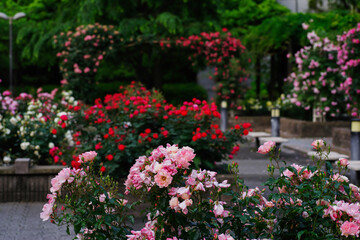 Fototapeta na wymiar 東京赤坂氷川公園の薔薇たち