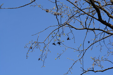 Turkish hazel
