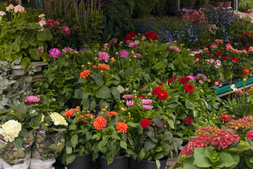 potted flowers for sale at the fair