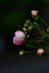 東京赤坂氷川公園の薔薇たち