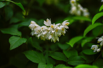 東京ミッドタウンに咲くマルバウツギ