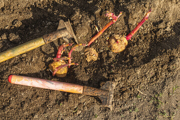 Garden tools, fresh young sprouts, seedlings. Gardening concept background. Spring seasonal