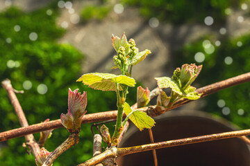 Sprouts of young grapes, selective focus. Gardening conceptual background. Spring seasonal