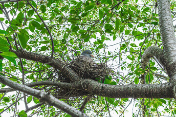 The dove bird sits in the nest and hatches the chicks. Blooming cherry, gardening concept