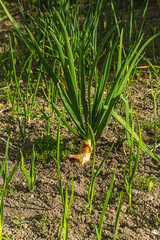 Growing young garlic, bright green leaves. Spring seasonal of growing plants. Gardening background