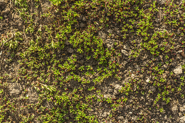 Climbing plant on the ground. Decorative gardening for the Alpine hill. Landscape design concept