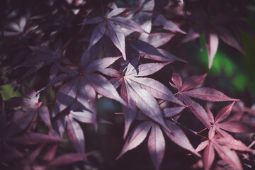 red acer leaves