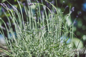 lavender plant