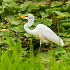A Great White Egret hunts for food in the water hazard on the 8th hole at Georgia National Golf Course.