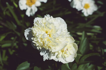 white and yellow flowers