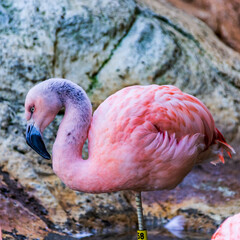 A pink flamingo with a long neck and long legs in a pond at a zoo.