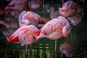 A group of pink flamingos with long necks and long legs stand in a pond at a zoo.