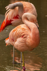 A pink flamingo with a long neck and long legs in a pond at a zoo.
