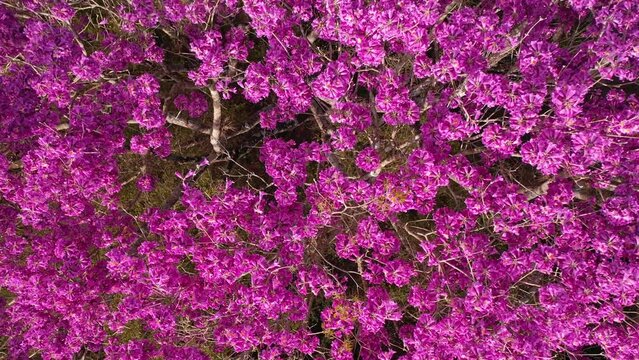 aerial view of purple ipe tree, noble wood, flowering, flowers