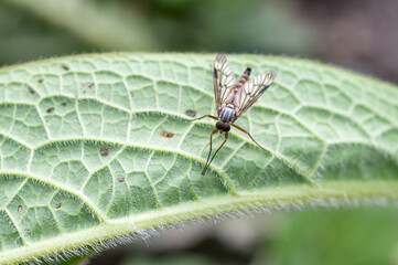 Rhagio scolopaceus - Downlooker snipefly - Leptis bécasse