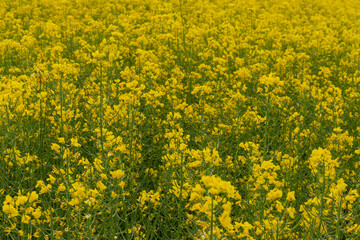 Detail of flowering rapeseed field. Rapeseed field. Agriculture, biotechnology, fuel, food industry, alternative energy, environmental conservation.