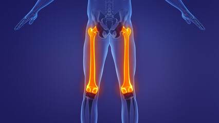 Anatomy of the human femur	
