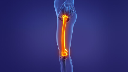 Anatomy of the human femur	
