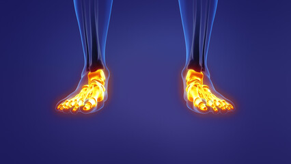 Anatomy of the human foot	