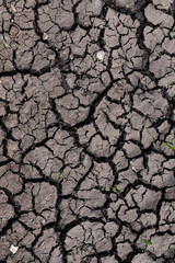 Dry earth soil. Ground with small yong green sprout. Grunge texture. Dried cracked texture and background.