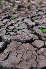 Dry earth soil. Ground with small yong green sprout. Grunge texture. Dried cracked texture and background.