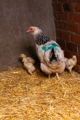 Farm hen with chicks a few days old. 