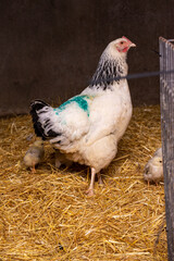 Farm hen with chicks a few days old. 