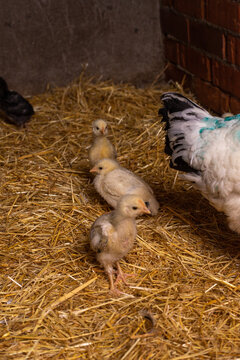 Farm hen with chicks a few days old. 