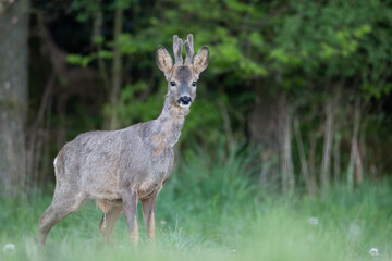 Fototapeta premium Chevreuil