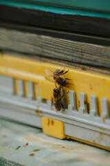 Pszczoły na ulu - obrazy, fototapety, plakaty