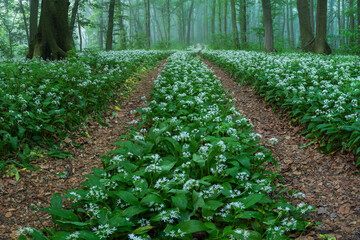 Spring landscape of the forest full of blooming wild garlic in Transylvania