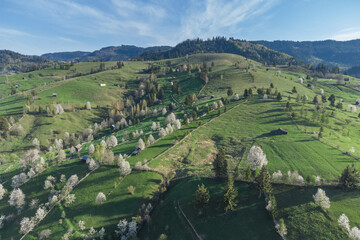 Fototapeta na wymiar Spring rural landscape with blooming trees in the mountain area, of Bucovina - Romania. Blooming cherries in sunset light on a beautiful green hill 
